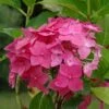 Hortensia Macrophylla Constellation -Promos Jardin Bulbes Magasin hortensia hydrangea macrophylla constellation copyright 100648 2