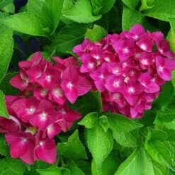Hortensia - Hydrangea Macrophylla Green Shadow En Pot De 2/3L