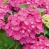 Hortensia - Hydrangea Macrophylla Leuchtfeuer -Promos Jardin Bulbes Magasin hortensia leuchtfeuer 80063 1
