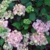 Hortensia - Hydrangea Serrata Precioza -Promos Jardin Bulbes Magasin hortensia serrata precioza 67847 1