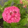 Hortensia - Hydrangea Macrophylla Glowing Amber -Promos Jardin Bulbes Magasin hydrangea Glowing amber 67866 1