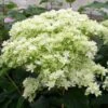 Hortensia Arborescens Hayes Starbust -Promos Jardin Bulbes Magasin hydrangea arborescens hayes starbust 671348 1