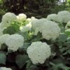 Hortensia Arborescens Strong Annabelle ( Incrediball ) -Promos Jardin Bulbes Magasin hydrangea arborescens incrediball 7861 1 1