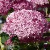Hortensia Arborescens Pink Annabelle Ou Invincibelle -Promos Jardin Bulbes Magasin hydrangea arborescens invincibelle 67835 1