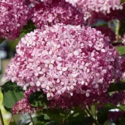 Hortensia Arborescens Pink Annabelle Ou Invincibelle