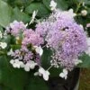 Hortensia - Hydrangea Involucrata Late Love -Promos Jardin Bulbes Magasin hydrangea involucrata late love 85457 1