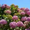 Hortensia - Hydrangea Macrophylla Bouquet Rose -Promos Jardin Bulbes Magasin hydrangea macrophylla bouquet rose 85622 1