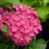 Hortensia - Hydrangea Macrophylla Dolce Fragola 2 Hortensia - Hydrangea Macrophylla Dolce Fragola -Promos Jardin Bulbes Magasin hydrangea macrophylla dolce fragola 86036 1