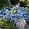 Hortensia - Hydrangea Macrophylla Generale Vicomtesse De Vibraye -Promos Jardin Bulbes Magasin hydrangea macrophylla generale vicomtesse de vibraye 67857 1