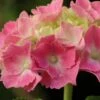 Hortensia - Hydrangea Macrophylla Gertrud Glahn -Promos Jardin Bulbes Magasin hydrangea macrophylla gertrud glahn 88326 fl