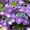 Hortensia - Hydrangea Macrophylla Kardinal Violet 2 Hortensia - Hydrangea Macrophylla Kardinal Violet -Promos Jardin Bulbes Magasin hydrangea macrophylla kardinal violet 83185 1