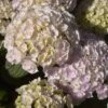 Hortensia - Hydrangea Macrophylla Kazan -Promos Jardin Bulbes Magasin hydrangea macrophylla kazan 86040 1