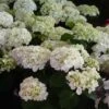 Hortensia - Hydrangea Macrophylla Mme Emile Mouillère -Promos Jardin Bulbes Magasin hydrangea macrophylla mme emile mouillere 67798 1