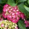 Hortensia - Hydrangea Macrophylla Baron Rouge -Promos Jardin Bulbes Magasin hydrangea macrophylla red baron 6712421 1