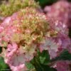 Hortensia - Hydrangea Macrophylla So Long Sunny -Promos Jardin Bulbes Magasin hydrangea macrophylla so long sunny 85613 1