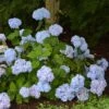 Hortensia - Hydrangea Macrophylla So Long® Ebony -Promos Jardin Bulbes Magasin hydrangea macrophylla so long ebony 85809 1