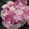 Hortensia - Hydrangea Macrophylla You And Me Romance -Promos Jardin Bulbes Magasin hydrangea macrophylla you and me romance 67124 1