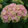 Hortensia - Hydrangea Macrophylla You And Me Together -Promos Jardin Bulbes Magasin hydrangea macrophylla you and me together 67859 1