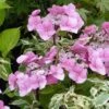 Hortensia - Hydrangea Macrophylla Zorro Rose -Promos Jardin Bulbes Magasin hydrangea macrophylla zorro rose 82903 1