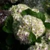 Hortensia - Hydrangea Macrophylla Magical Summer Green -Promos Jardin Bulbes Magasin hydrangea magical summer green 78222 1