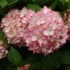 Hortensia - Hydrangea Macrophylla Mirai -Promos Jardin Bulbes Magasin hydrangea mirai 7909 1