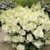Hydrangea Paniculata Bobo - Hortensia Paniculé Nain -Promos Jardin Bulbes Magasin hydrangea paniculata bobo 80690 1