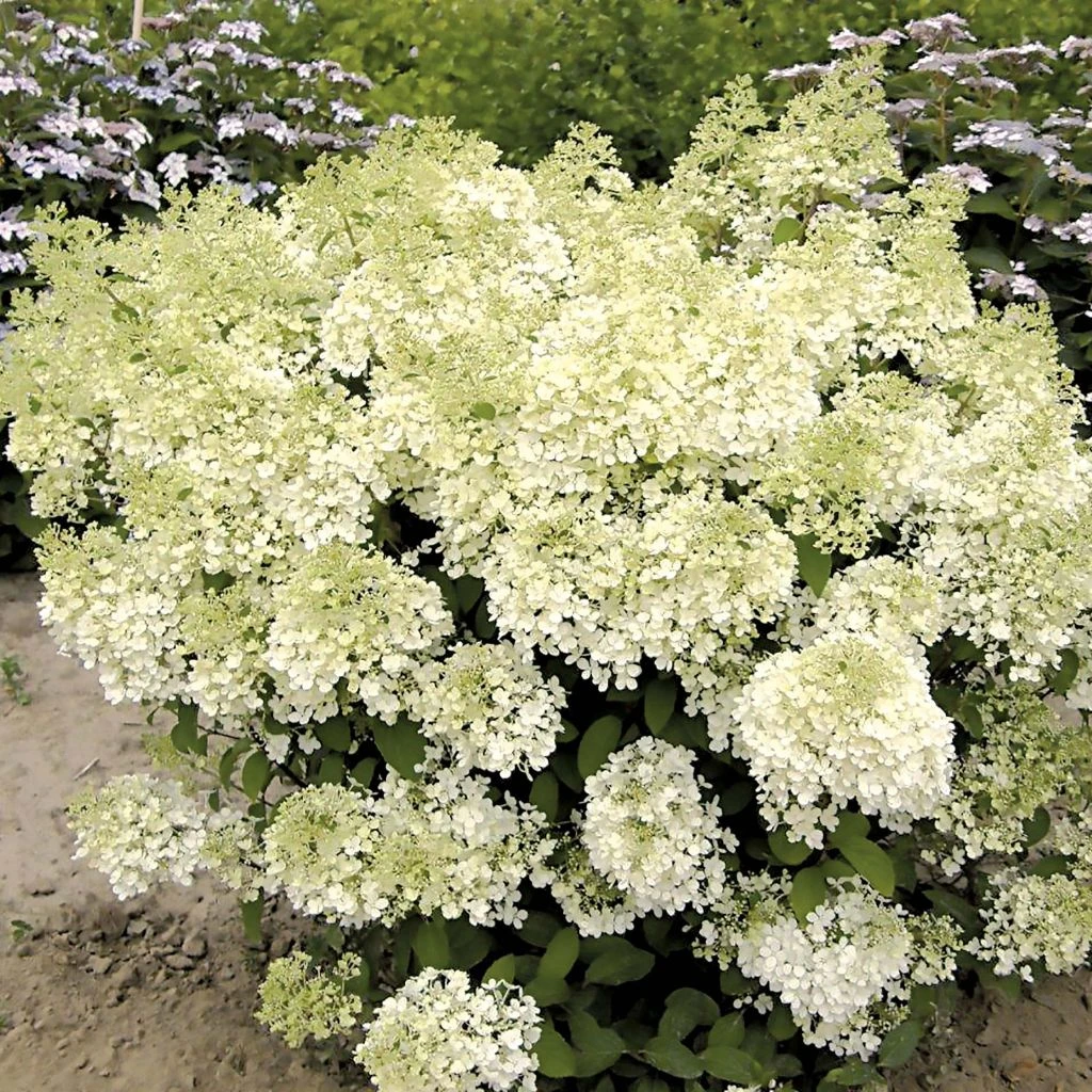 Hydrangea Paniculata Bobo - Hortensia Paniculé Nain 3 Hydrangea Paniculata Bobo - Hortensia Paniculé Nain