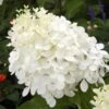 Hydrangea Paniculata Phantom - Hortensia Paniculé -Promos Jardin Bulbes Magasin hydrangea paniculata phantom 748512 1