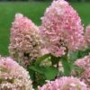 Hydrangea Paniculata Pinkachu - Hortensia Paniculé -Promos Jardin Bulbes Magasin hydrangea paniculata pinkachu v 87388 1