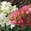 Hydrangea Paniculata Pinky Winky - Hortensia Paniculé 2 Hydrangea Paniculata Pinky Winky - Hortensia Paniculé -Promos Jardin Bulbes Magasin hydrangea paniculata pinky winky 81555 2