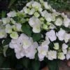 Hortensia - Hydrangea Runaway Bride -Promos Jardin Bulbes Magasin hydrangea runaway bride 85487 1