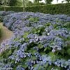 Hortensia - Hydrangea Serrata Veerle -Promos Jardin Bulbes Magasin hydrangea serrata veerle 85618 1