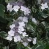 Hortensia - Hydrangea Macrophylla Tricolor -Promos Jardin Bulbes Magasin hydrangea tricolor 671006 1