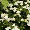 Hortensia - Hydrangea Macrophylla Fireworks White -Promos Jardin Bulbes Magasin hydrangea macrophylla fireworks white 83183 1