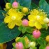 Hypericum Inodorum Magical Beauty - Millepertuis -Promos Jardin Bulbes Magasin hypericum inodorum magical beauty 7897 5