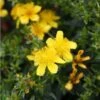 Millepertuis De Kalmian - Hypericum Kalmianum Gemo 2 Millepertuis De Kalmian - Hypericum Kalmianum Gemo -Promos Jardin Bulbes Magasin hypericum gemo