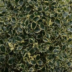Houx Panaché - Ilex Aquifolium Argenteomarginata