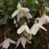 Clématite - Clematis Cirrhosa Jingle Bells -Promos Jardin Bulbes Magasin ilex aquifolium silver queen 87278 1