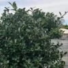 Houx Crénelé - Ilex Crenata Green Lustre -Promos Jardin Bulbes Magasin ilex crenata green lustre v 1001251 1