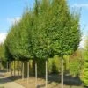Carpinus Betulus Frans Fontaine - Charme Commun -Promos Jardin Bulbes Magasin image 2034
