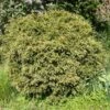 Taxus Baccata Formé En Boule - Topiaire D'if -Promos Jardin Bulbes Magasin image 2075