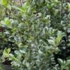 Houx - Ilex Meserveae Heckenfee 1 Houx - Ilex Meserveae Heckenfee -Promos Jardin Bulbes Magasin image 4101 1
