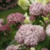 Hortensia Arborescens Sweet Annabelle -Promos Jardin Bulbes Magasin invincibelle blush 83729 1