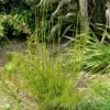 Ischyrolepis Subverticillata - Restio -Promos Jardin Bulbes Magasin ischyrolepis subverticillata 85732 1