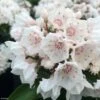 Kalmia Latifolia Zébulon - Laurier Des Montagnes Blanc Nuancé De Rose -Promos Jardin Bulbes Magasin kalmia Zebulon IF 16338 1