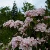 Kalmia Latifolia - Laurier Des Montagnes Rose Pâle -Promos Jardin Bulbes Magasin kalmia latifolia 7537 1 1