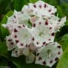 Kalmia Latifolia Freckles - Laurier Des Montagnes Noir Et Blanc -Promos Jardin Bulbes Magasin kalmia latifolia freckles 9665 1 2
