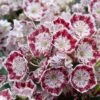 Kalmia Latifolia Minuet - Laurier Des Montagnes -Promos Jardin Bulbes Magasin kalmia latifolia minuet 781842 1