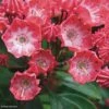 Kalmia Latifolia Pinkobello - Laurier Des Montagnes Rose Vif 2 Kalmia Latifolia Pinkobello - Laurier Des Montagnes Rose Vif -Promos Jardin Bulbes Magasin kalmia latifolia pinkobello 781989 1 1