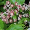Kalmia Latifolia Tad - Laurier Des Montagnes Blanc Et Chocolat 1 Kalmia Latifolia Tad - Laurier Des Montagnes Blanc Et Chocolat -Promos Jardin Bulbes Magasin kalmia latifolia tad 781990 1 1